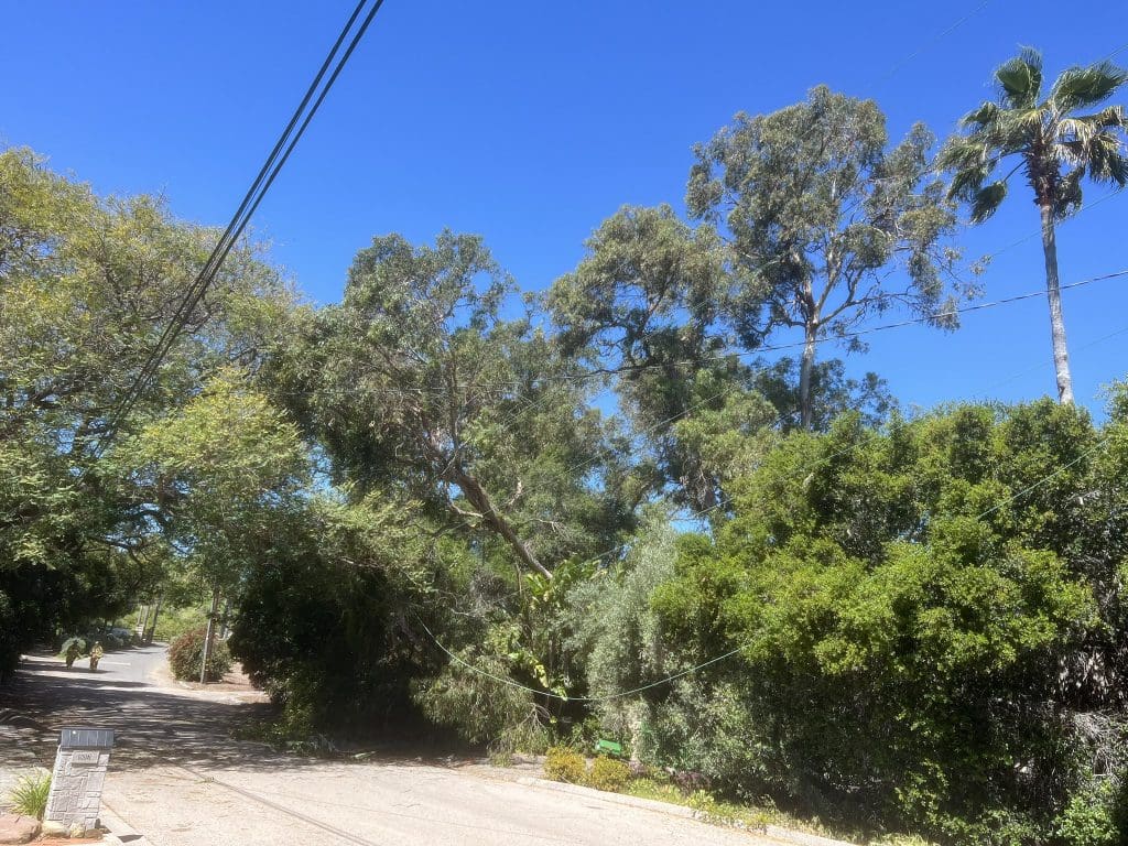Fallen Eucalyptus Tree Causes Power Outage in Goleta edhat