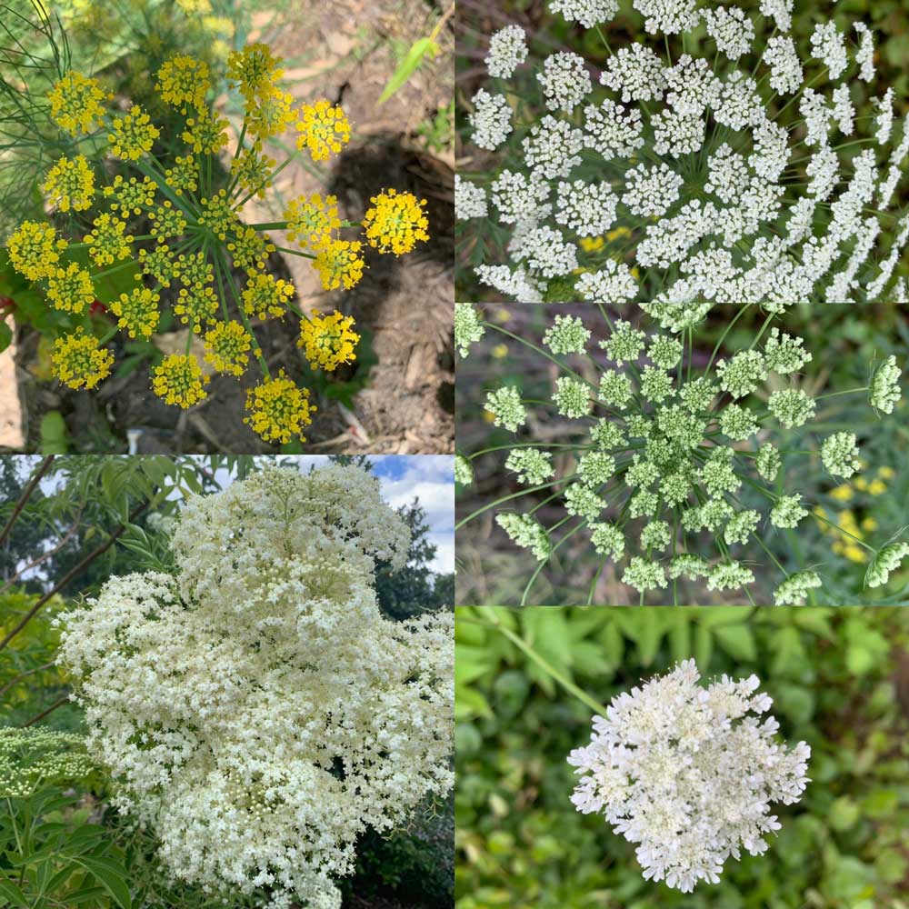Plants that attract beneficial insects Australia Edible Forest