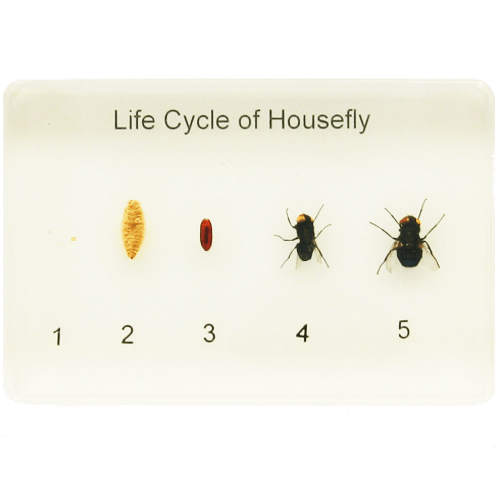 Life Cycle of a Housefly Edible Insects
