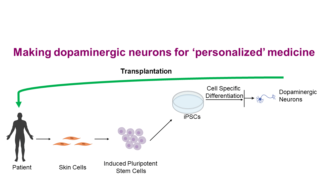 Stem Cells and Parkinson’s Edinburgh Parkinsons