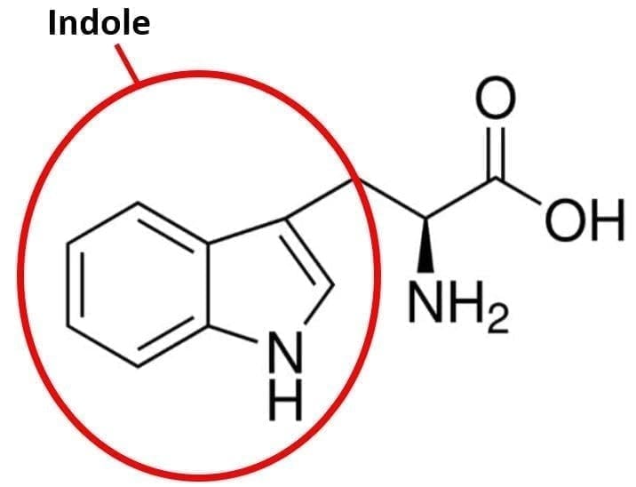 RedEdge Excitation Spectroscopy of Protein Fluorescence with the FS5