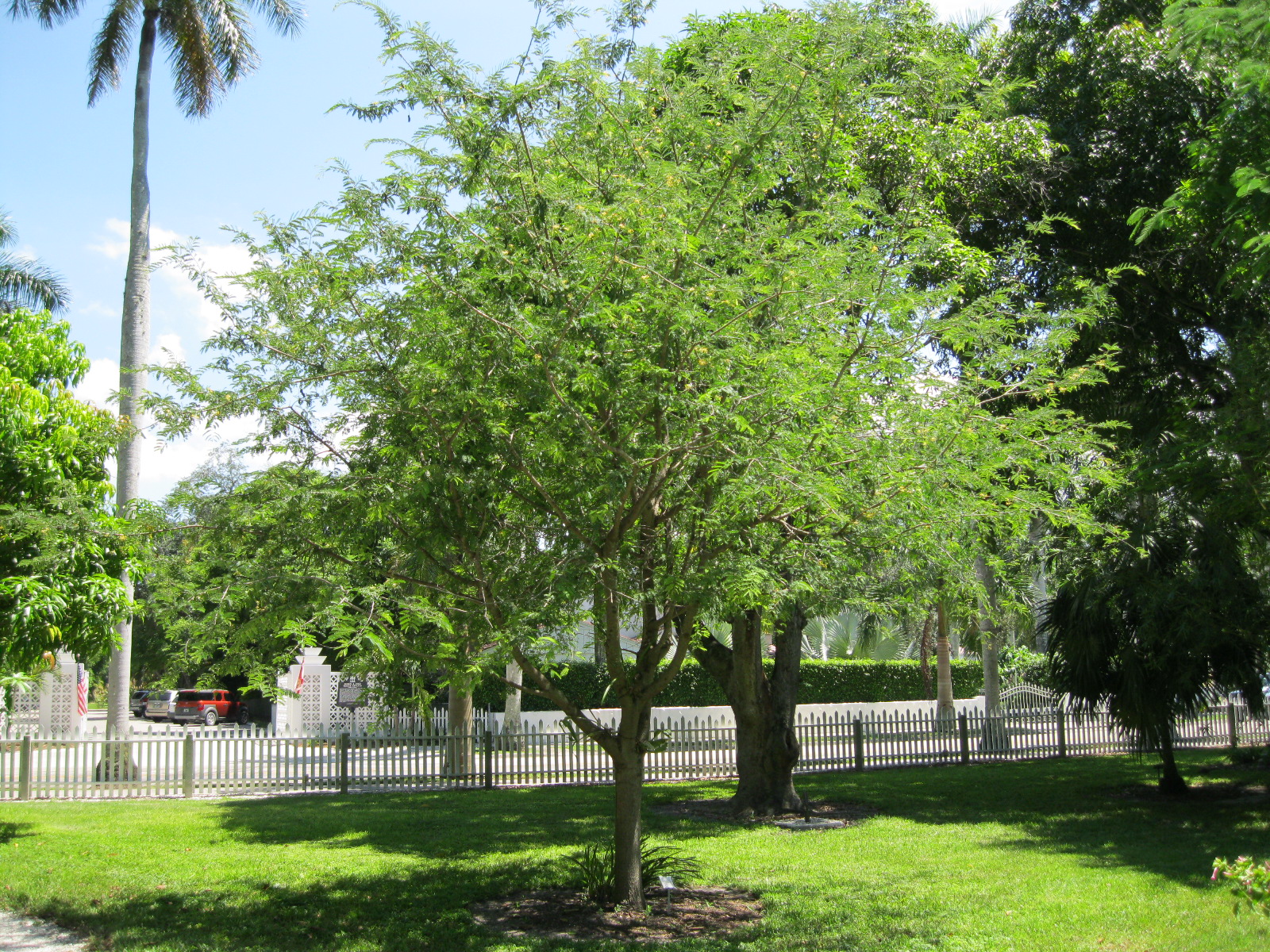 上 tamarind tree florida 242520Tamarind tree florida keys