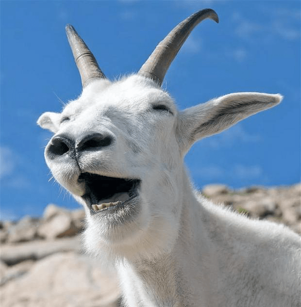 Laughing Goat Meme Template Editdit 🐈