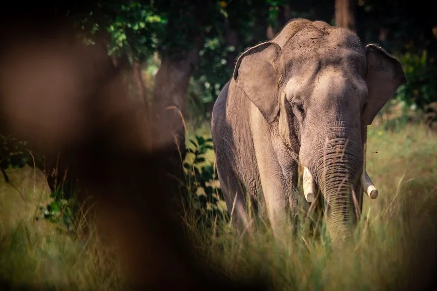 How To Find The Best Wildlife Photography Spots