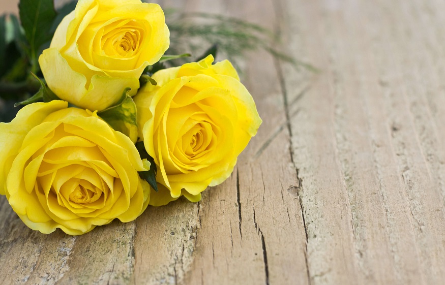 Yellow Roses Symbolism and Planting Tips My Blog