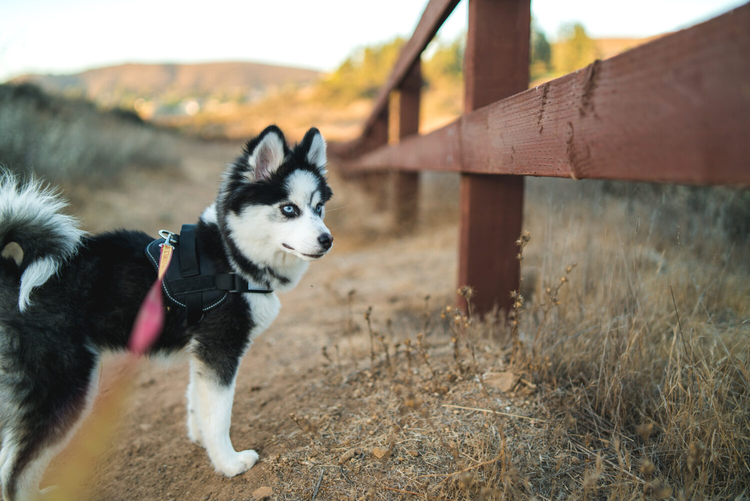 Pomsky Steckbrief, Charakter, Wesen und Haltung edogs