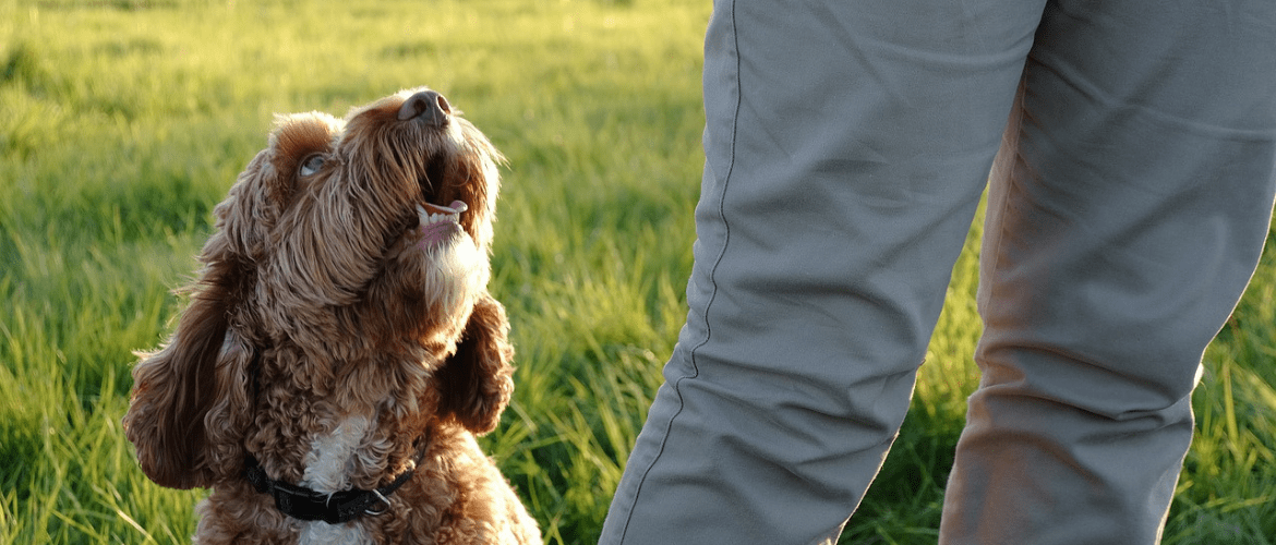 Clickertraining für Hunde Funktion, Anleitung & effektive Übungen