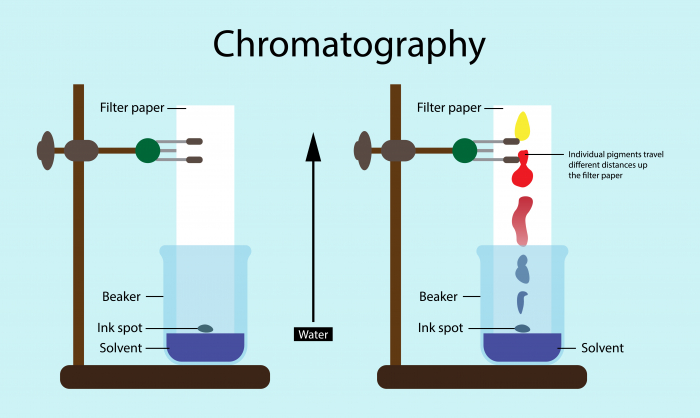 Learn About Chromatography Worksheet - EdPlace