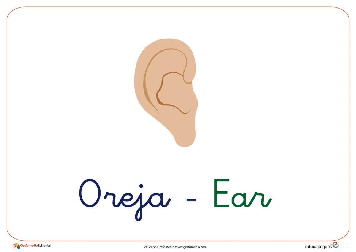 Fichas de vocabulario con la letra O Oreja