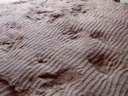 Dinosaur Trackways 4