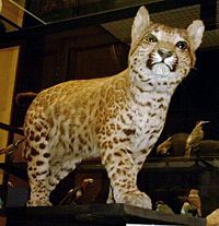 pumapard