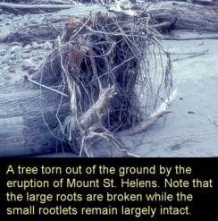 Mt St Helens trees2