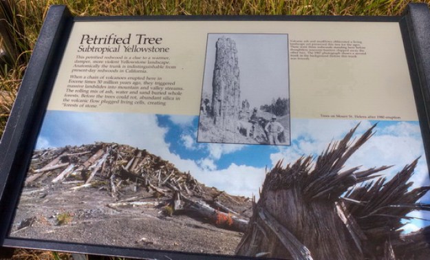 Sign at Specimen Ridge citing the catastrophic origin of the petrified trees