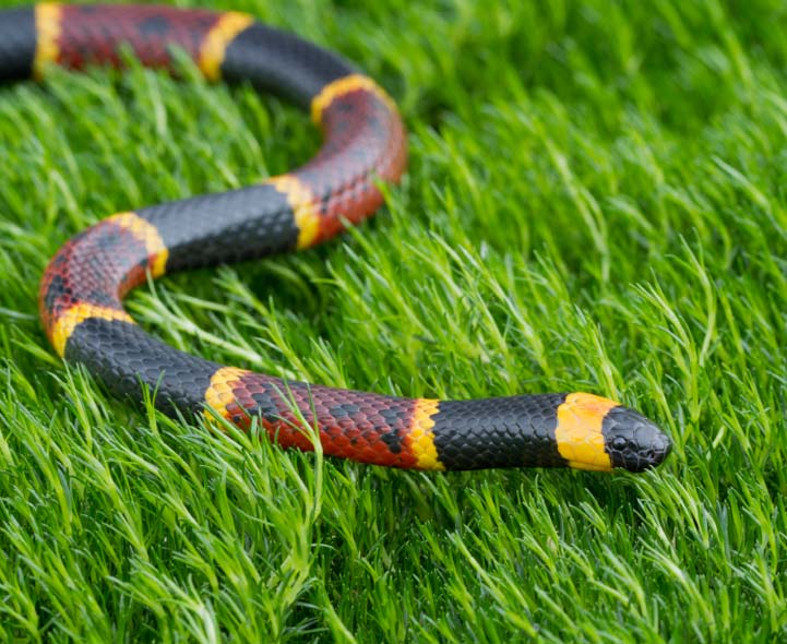 Grades 1 and 2 Science Elementary School Animals How They Move