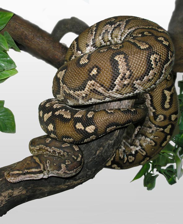 Snakes of the World Picture Identification Quiz with