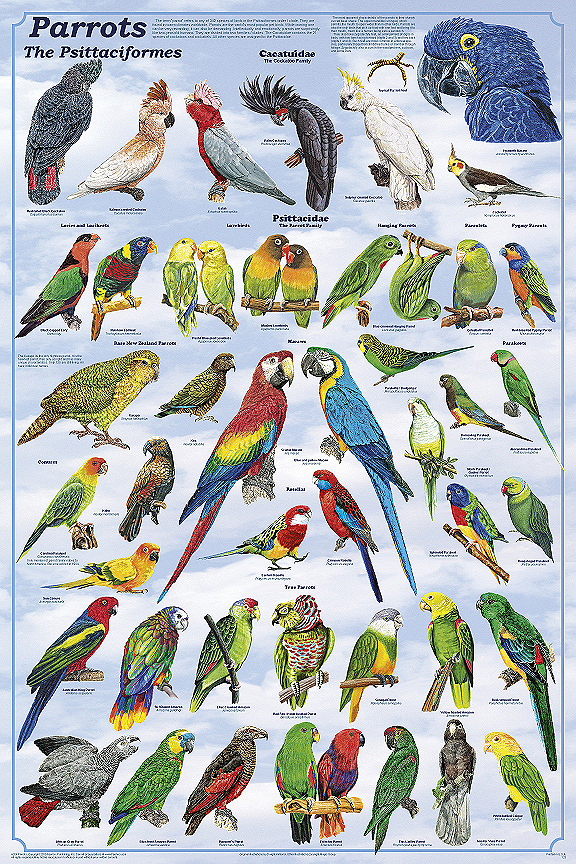Parrots Poster from Feenixx Publishing