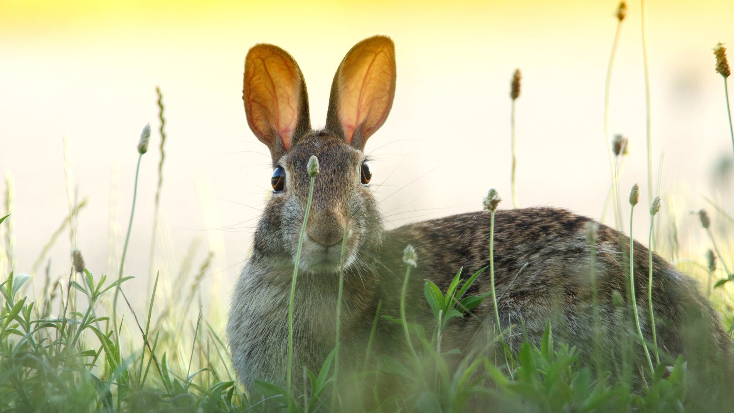 Run TaskRabbit, run! What if there were no jobs anymore? eduMe