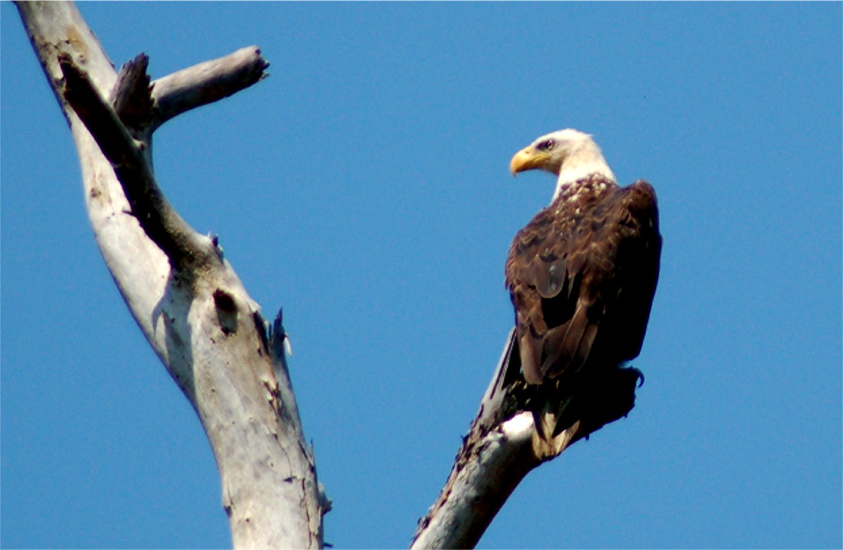 EduPic Animal Images