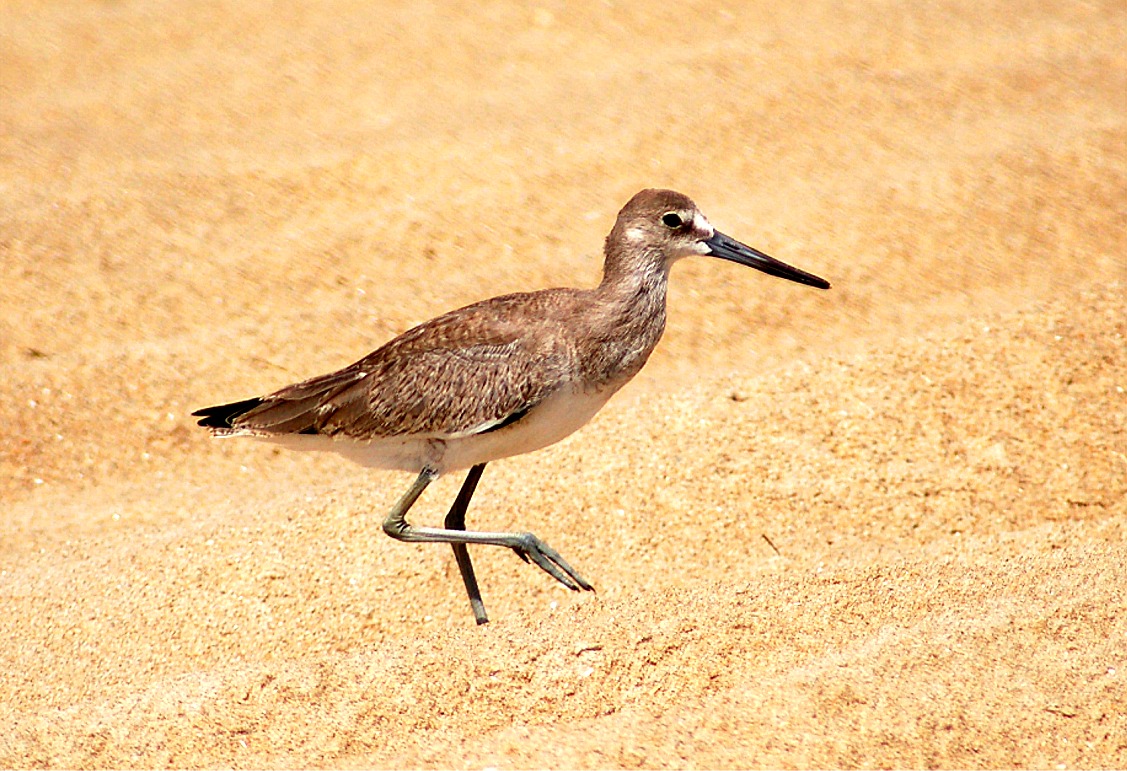 EduPic Water Bird Images