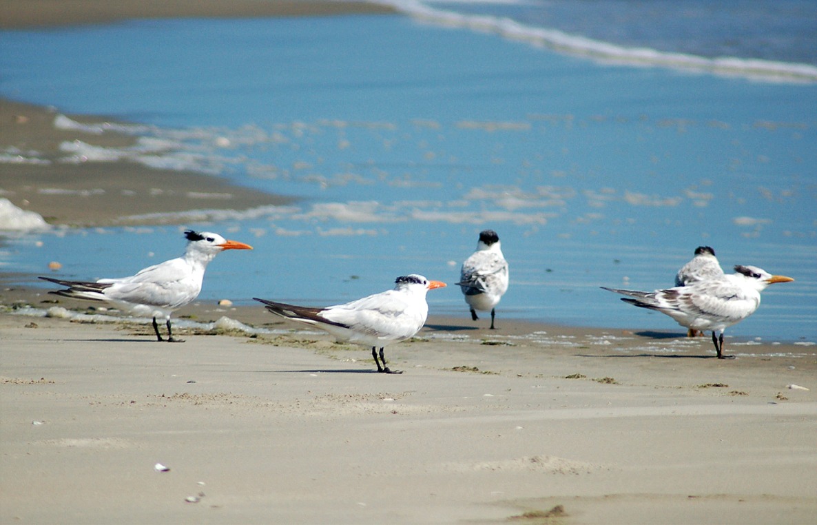 EduPic Shore Bird Images