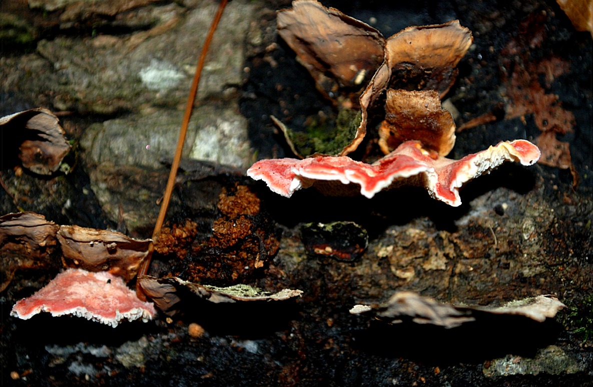 EduPic Fungi Images