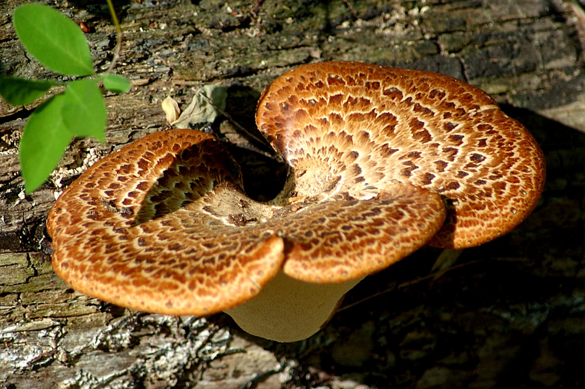 EduPic Fungi Images