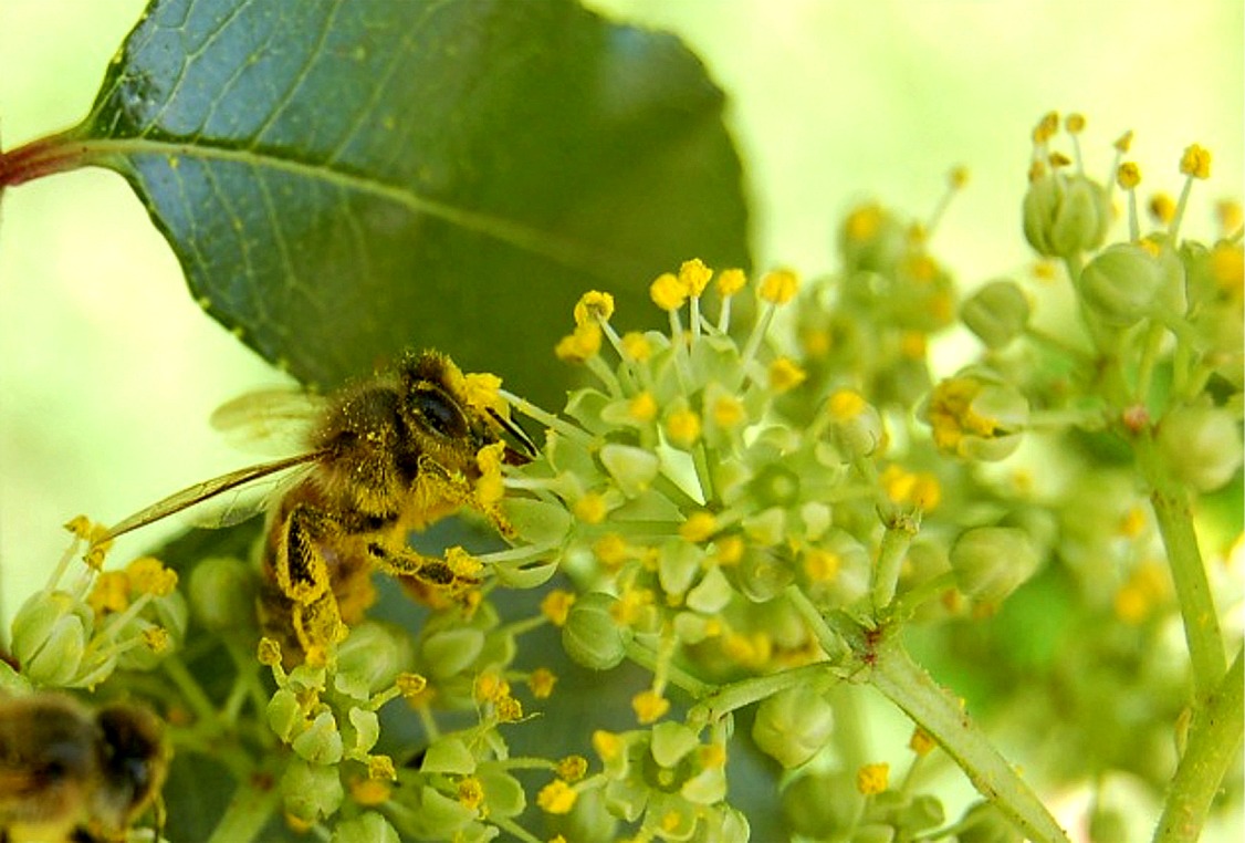 The Honey Bee Pollination The Life of Bee