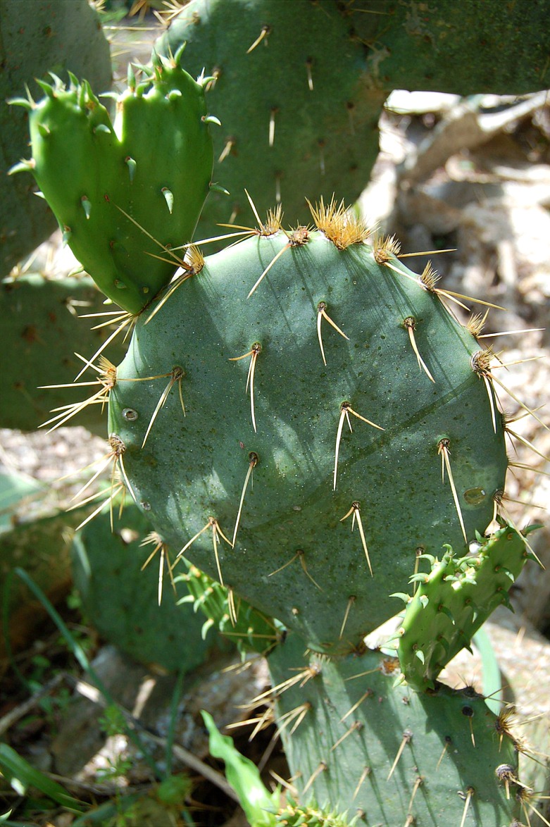 EduPic Cactus and Desert Plant Images