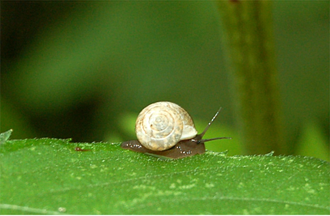 EduPic Other Invertebrates Images Main