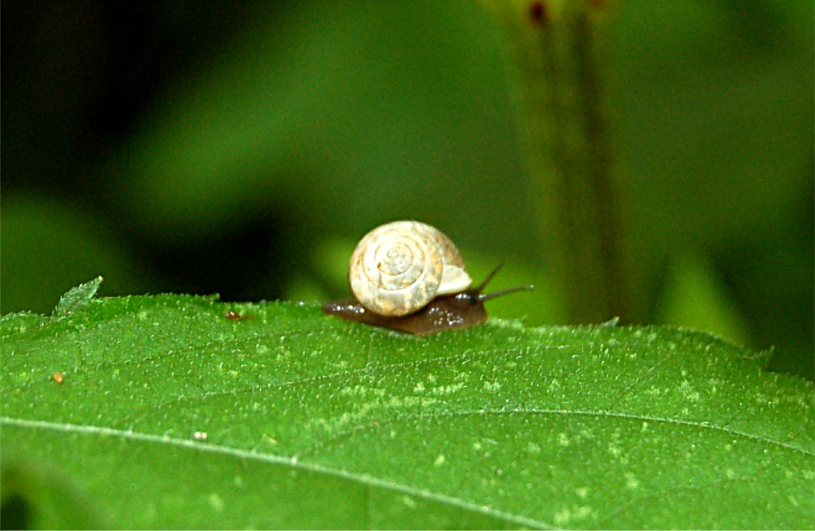 EduPic Other Invertebrates Images Main