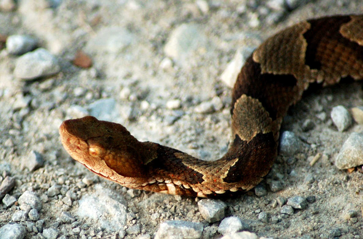 EduPic Snake Images