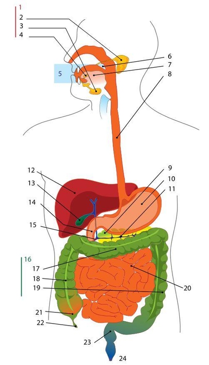 Image digestive system - Free printables - Img 7892.