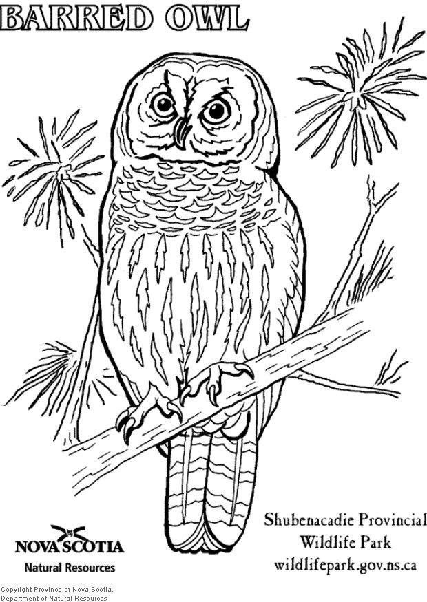 Coloring Page barred owl Free printables Img 6003
