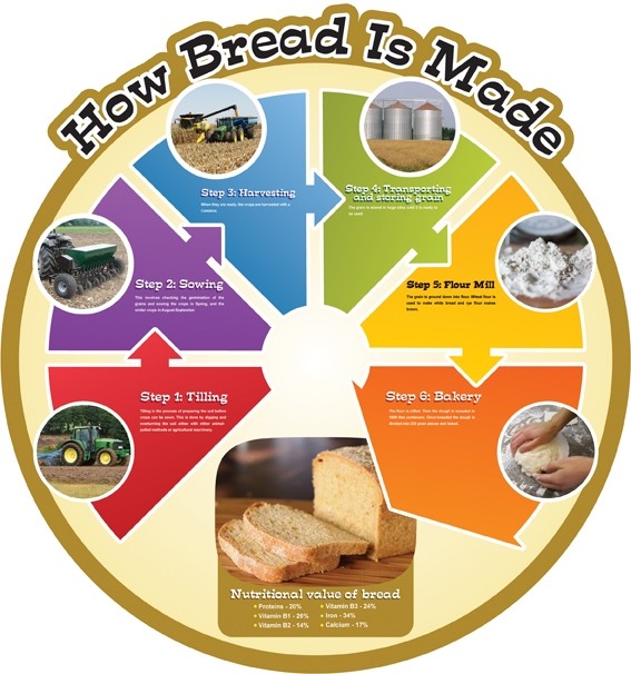 Food Cycle Board How Bread is Made from edusentials