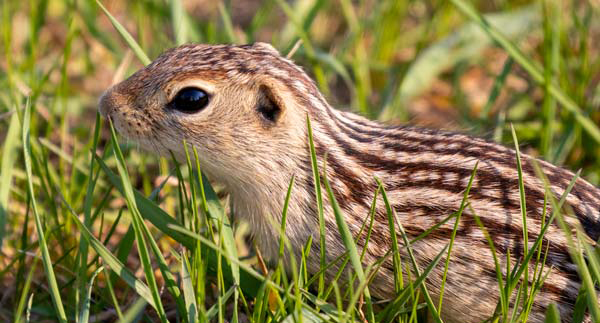 Explore Mammals Animal Education for Kids EEK! Wisconsin