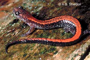 Eastern Red-Backed Salamander | Eek Wisconsin
