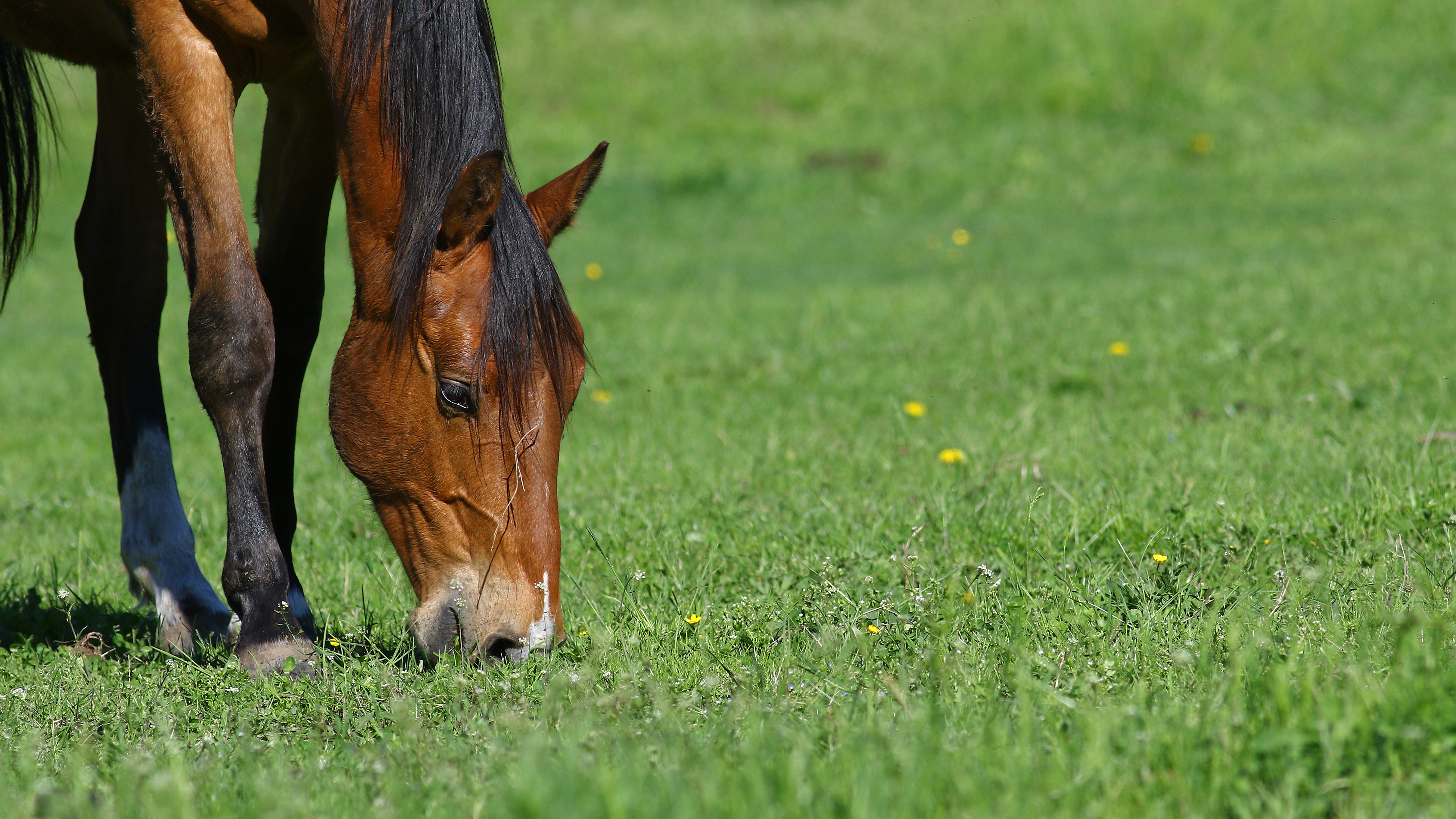 Haygain examine why spring grass is dangerous for horses Eequine