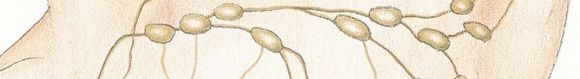 Milzvergrösserung, Milzentfernung, Splenomegalie, Entfernung der Milz