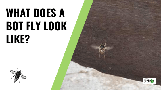 Bot Flies and Horses all you need to know about these pests!