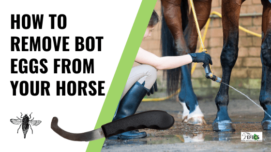 Bot Flies and Horses all you need to know about these pests!