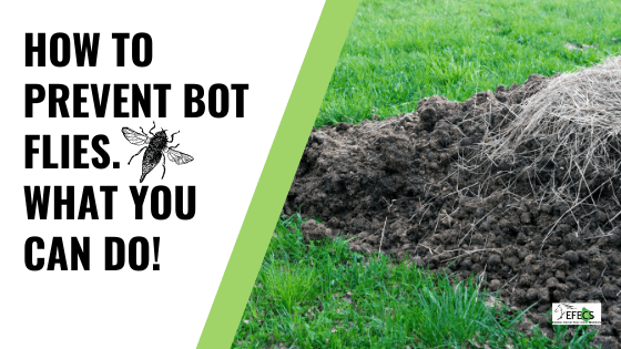 Bot Flies and Horses all you need to know about these pests!