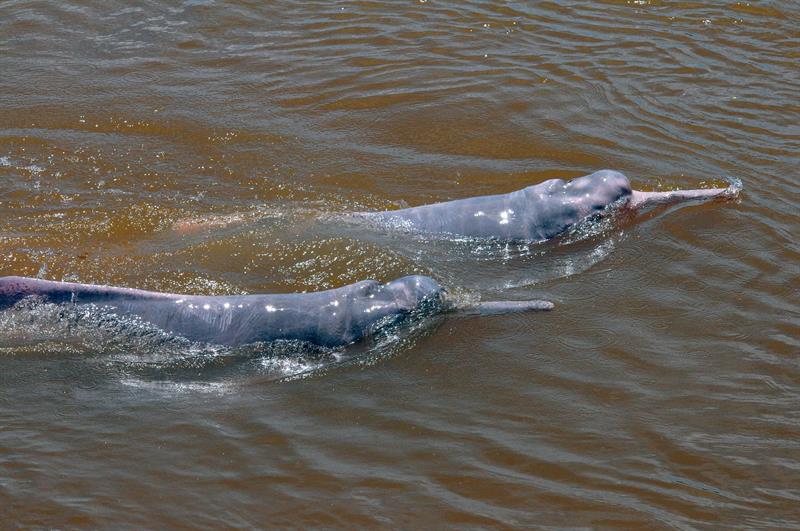 Satélites para seguir a los vulnerables delfines rosados