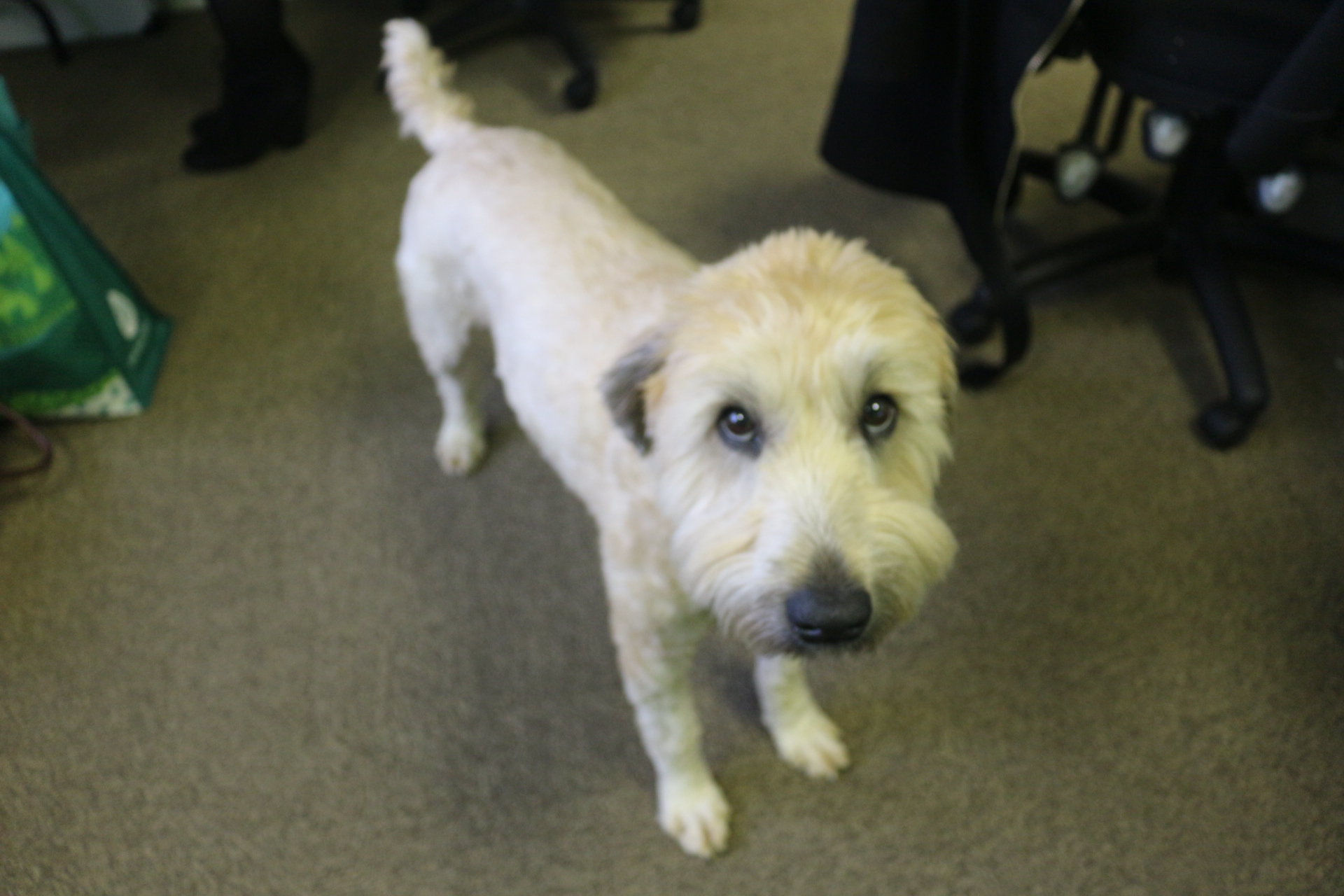 Is It Possible to Get Renters Insurance For Pet Damage?