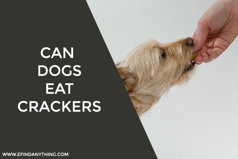 Can Dogs Eat Crackers The Best Answers E Find Anything