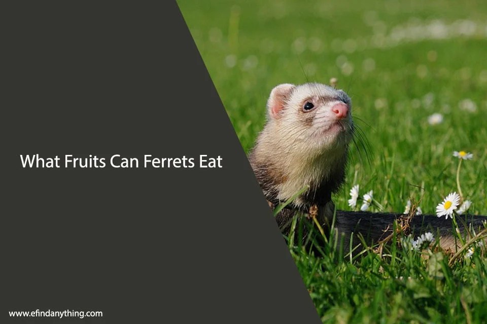 What Fruits Can Ferrets Eat? A Comprehensive Guide