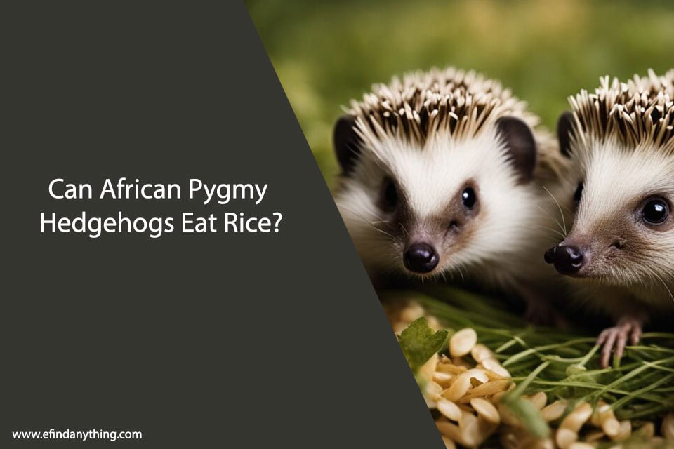 Can African Pygmy Hedgehogs Eat Rice? A Comprehensive Guide