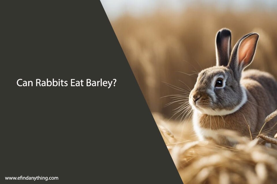 Can Rabbits Eat Barley? A Comprehensive Guide