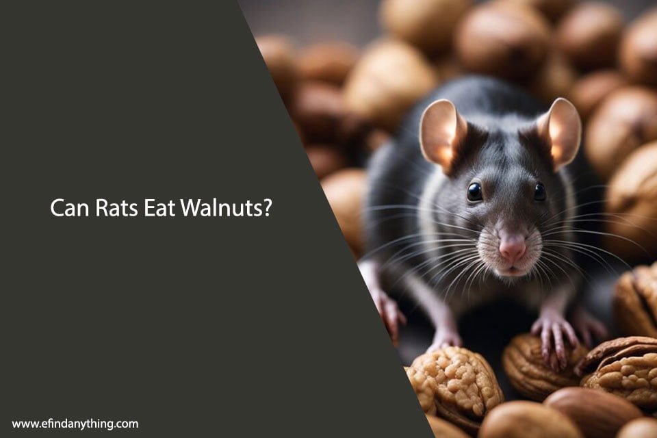 Can Rats Eat Walnuts? A Comprehensive Guide