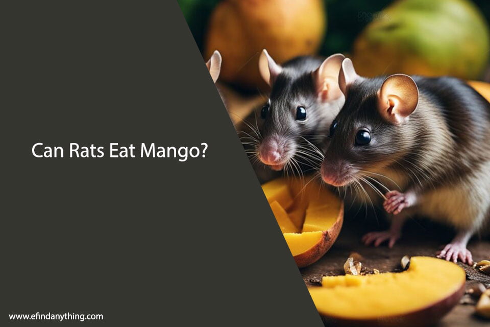 Can Rats Eat Mango? A Comprehensive Guide