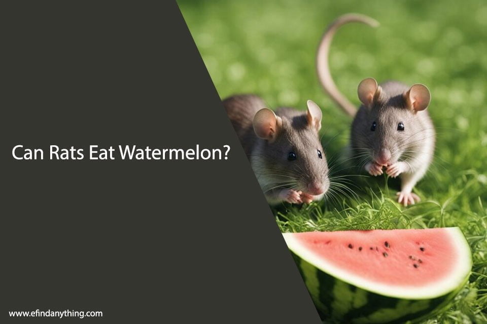 Can Rats Eat Watermelon? A Comprehensive Guide